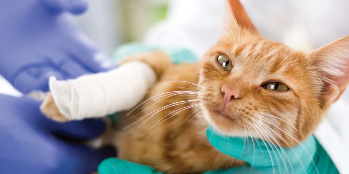 Gato acostado sobre su lado izquierdo con la mitad inferior de su pata delantera derecha envuelta en una gasa blanca.