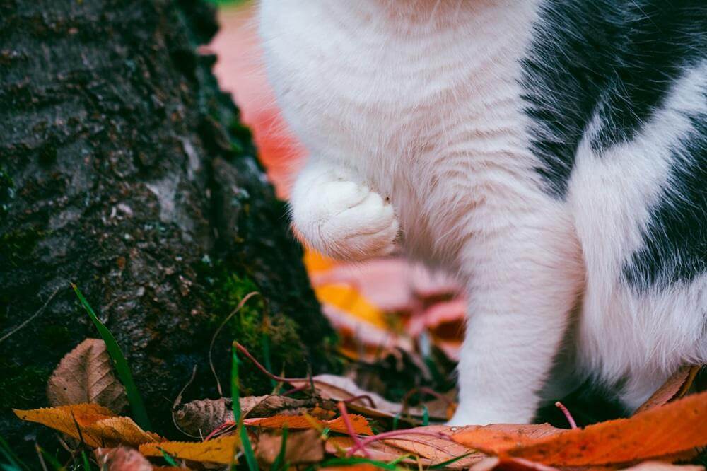 Gato sentado en el parque con una pata delantera levantada.