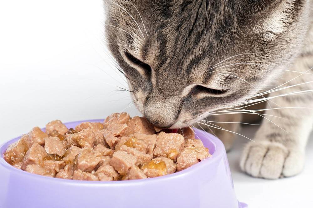 Imagen cercana de un gato comiendo de un recipiente morado.