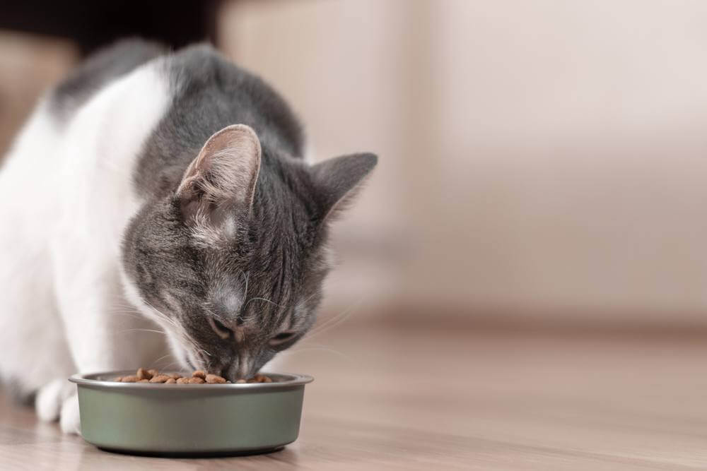 Gato gris y blanco come comida seca de un recipiente