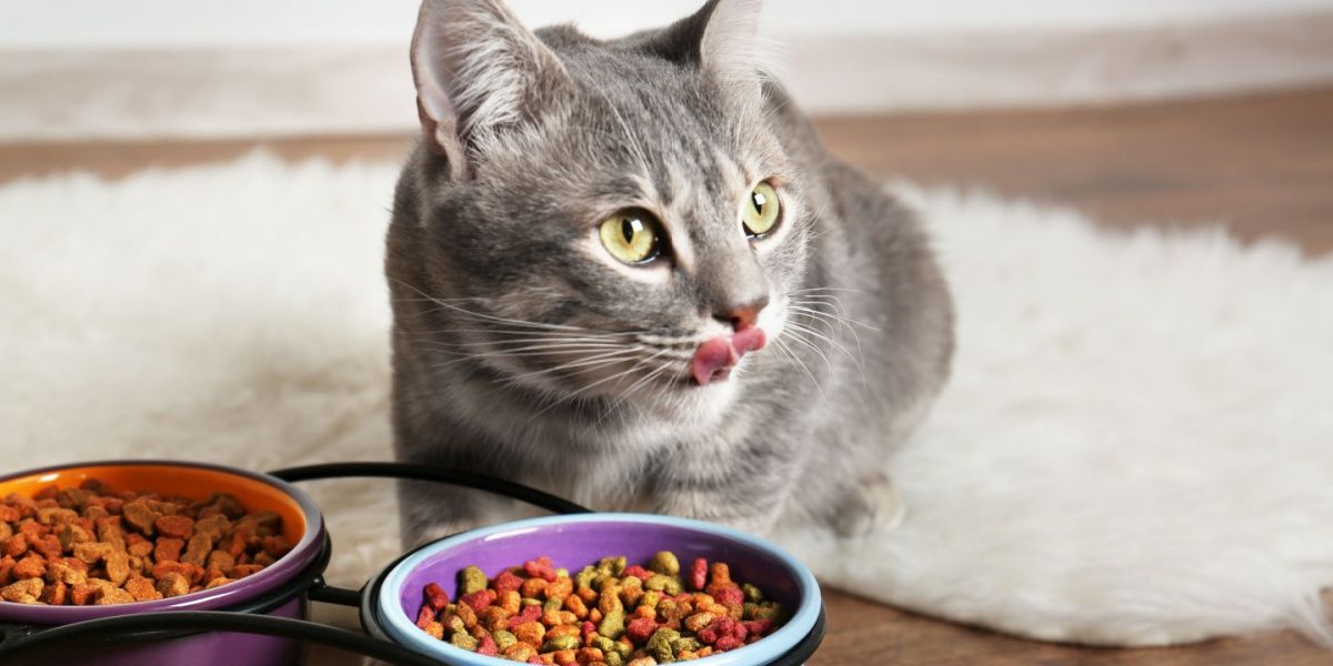 Gato atigrado gris en primer plano lamiéndose los labios detrás de dos cuencos de comida seca de colores.