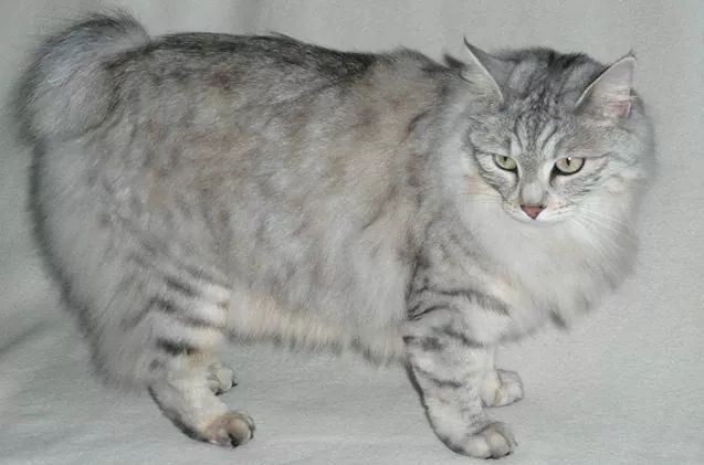 Bobtail de Carelia