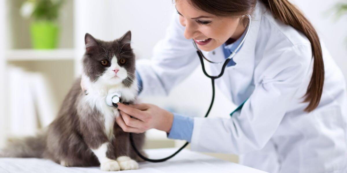 Gato persa con médico veterinario en clínica veterinaria