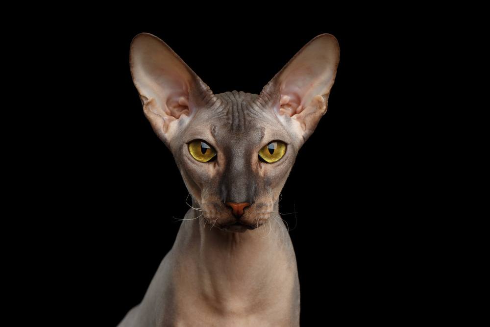 Retrato de gato desnudo Peterbald mirando a la cámara con ojos amarillos mágicos sobre fondo negro aislado