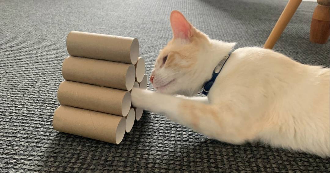 Los comederos tipo rompecabezas brindan estimulación mental y hacen que la hora de comer sea más atractiva para tu gato.