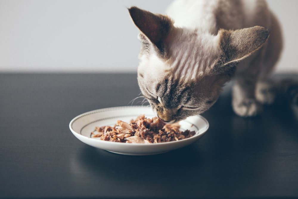 Gato de pelo corto en primer plano comiendo comida húmeda de un recipiente pequeño.