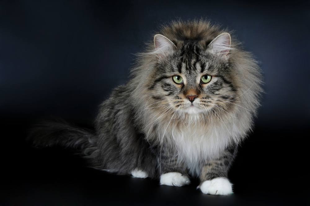 Tigre negro siberiano con gato macho blanco sobre fondo negro