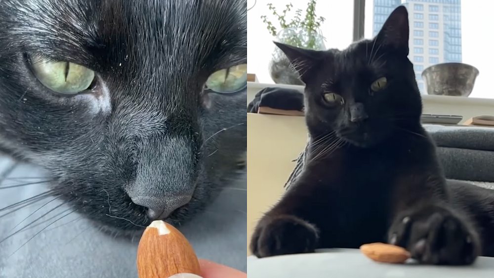 ¡Tantas almendras, tan poco tiempo! / Instagram: Ari_the_Panther