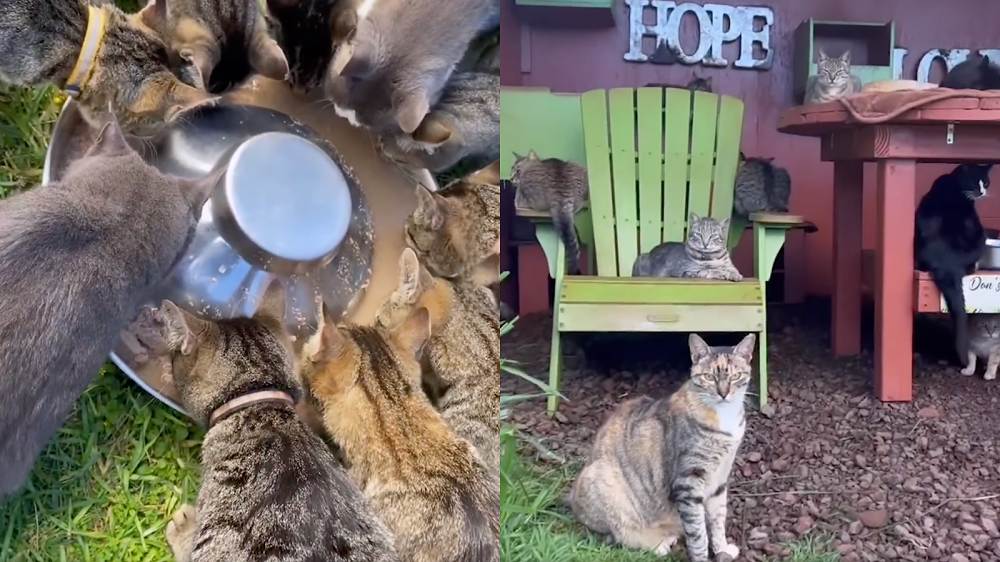 ¡El Santuario de gatos Lanai es el centro de rescate de gatos más grande de Hawái! / Santuario de gatos Lanai