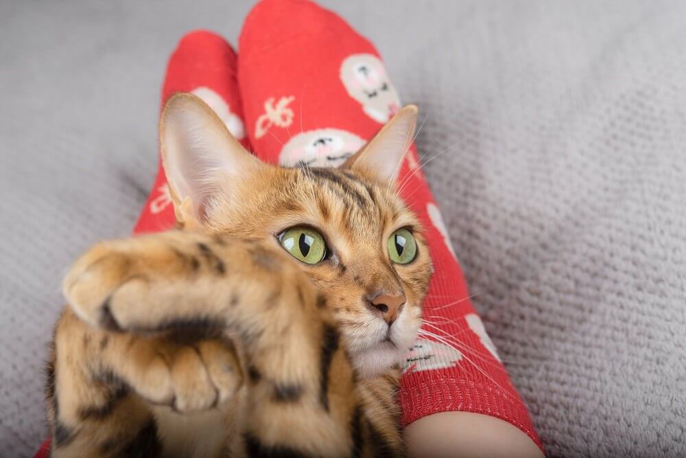 El gato doméstico se acuesta sobre las piernas de su dueño y mira hacia un lado con las patas cruzadas.