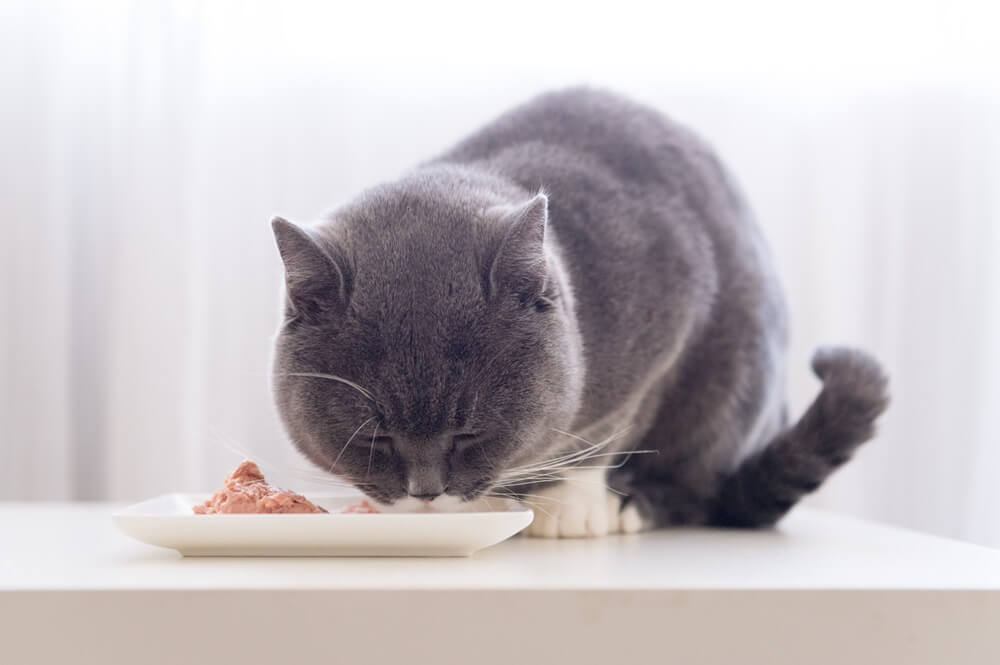 El gato gris de pelo corto come comida húmeda de un plato.