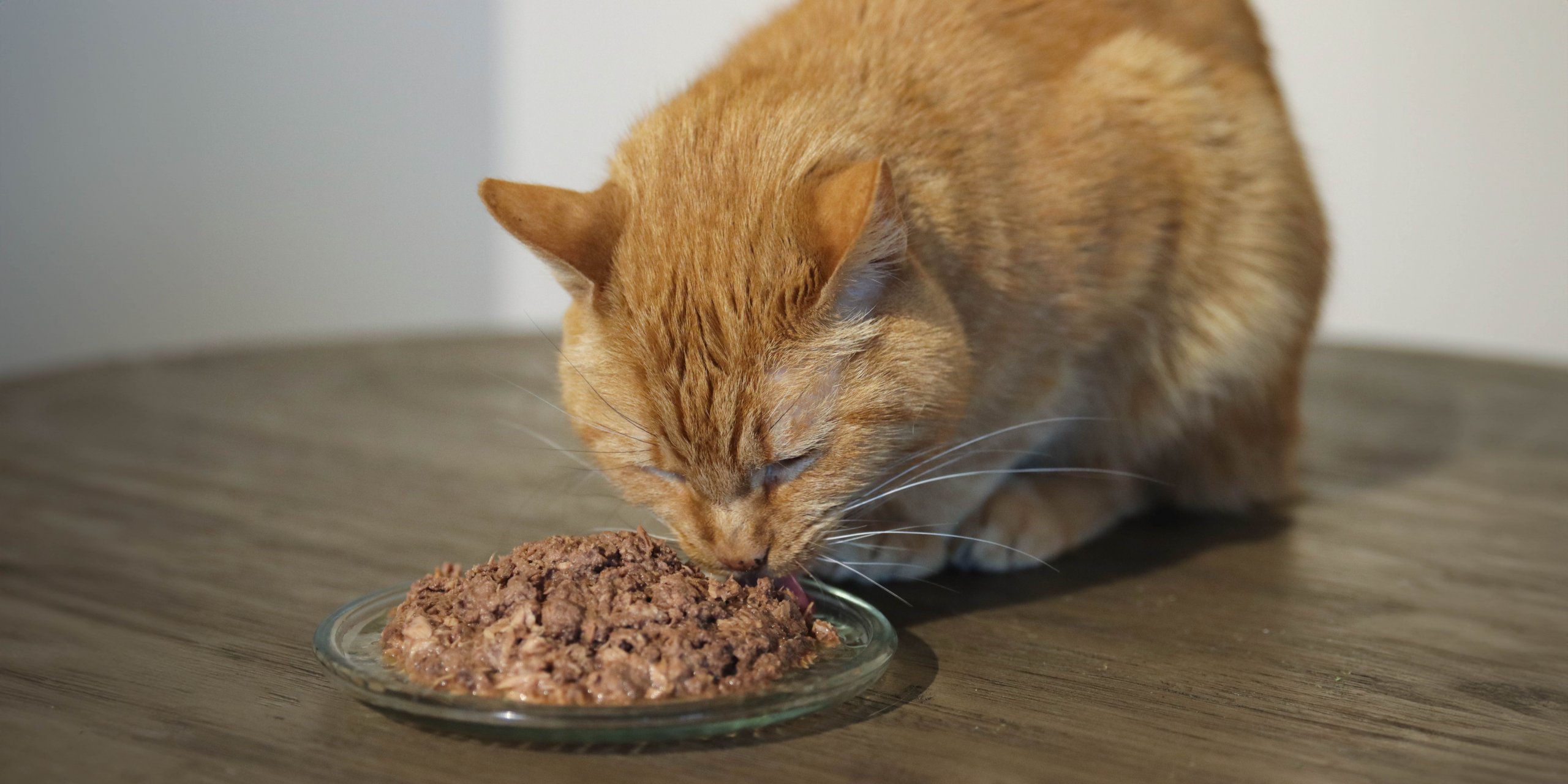 Gato naranja comiendo comida para gatos de un plato sobre una mesa de madera.