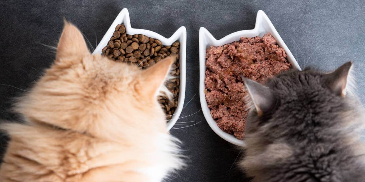 Vista superior de dos gatos comiendo de cuencos de cerámica, uno de comida húmeda y otro seco.