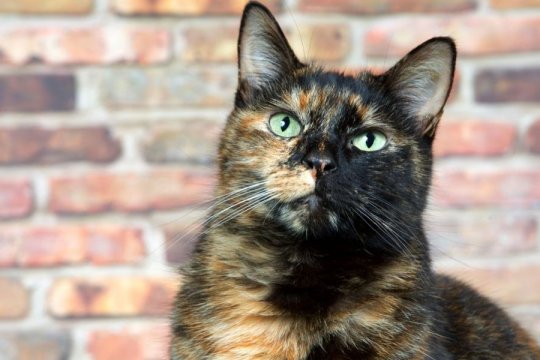 5 Datos sobre los gatos torbie que probablemente no conocías