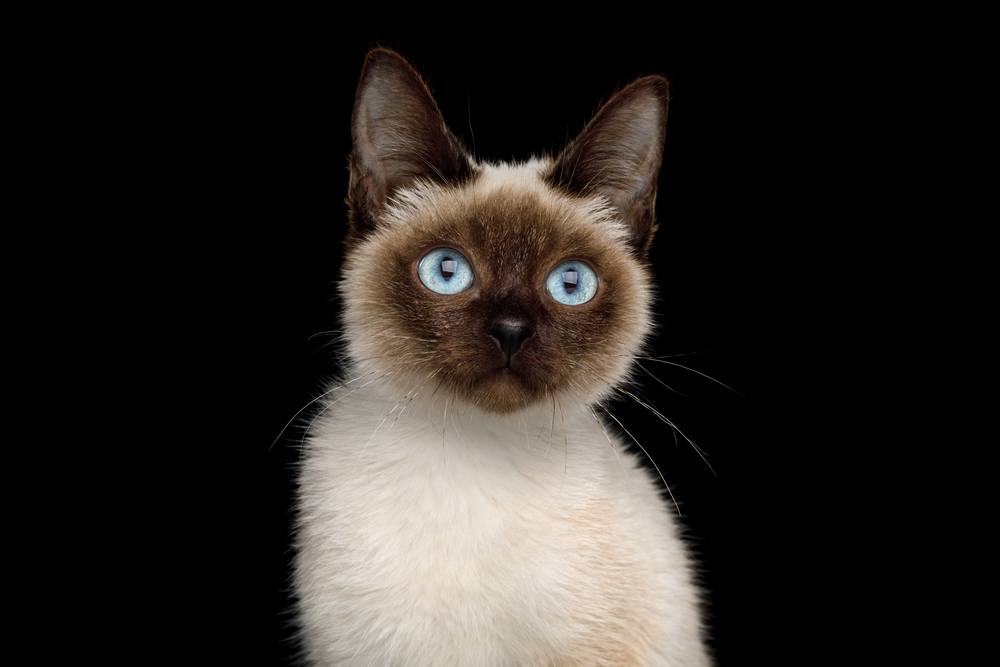 Retrato de Scyth Toy Bob, el gato más pequeño sobre un fondo negro aislado, 8 meses, pelaje siamés y ojos azules