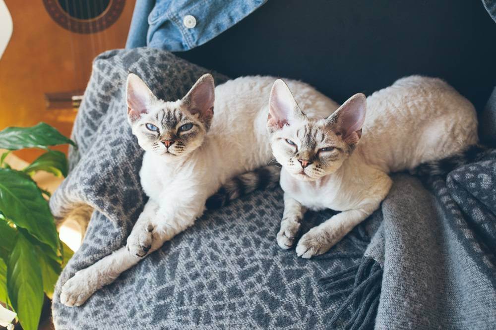 Dos gatos Devon Rex somnolientos acostados sobre una manta.