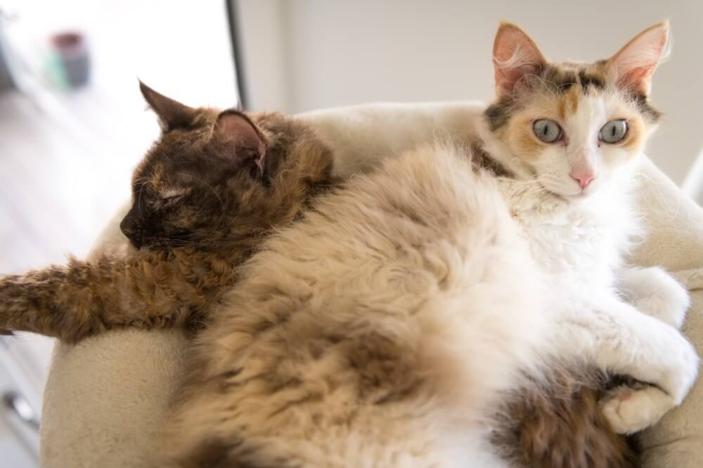 Dos peludos gatos LaPerm acostados juntos.