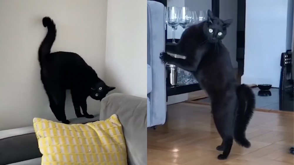 ¡Cuidado con las patadas ninja de Ari y su andar de cangrejo esponjoso! / Instagram: Ari_the_Panther