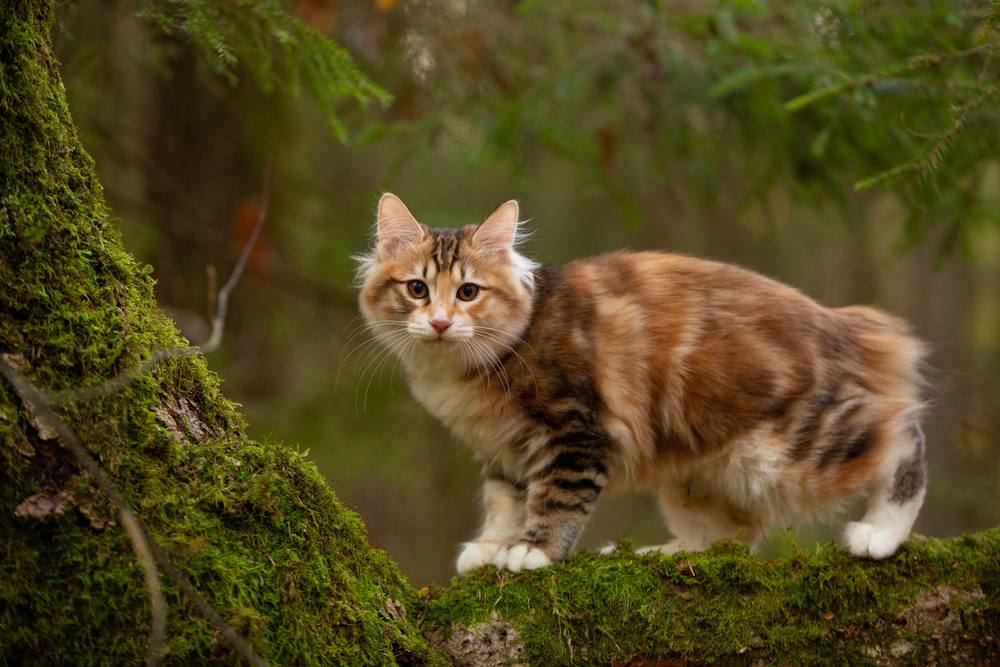 Gato bobtail de las Kuriles al aire libre en el bosque