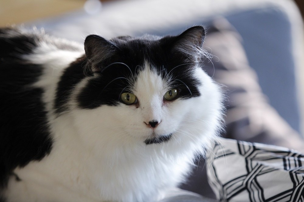 Un gato Ragamuffin blanco y negro tumbado en el sofá de casa.