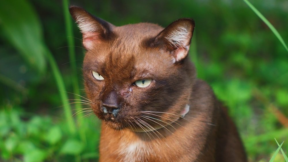 Un gato marrón, en primer plano, con secreción blanca en la nariz y los ojos, fondo exterior.