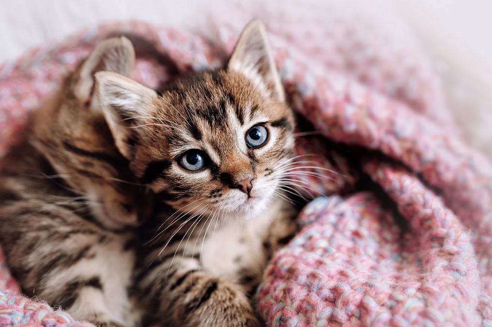 Una pareja de gatitos felices duermen juntos en una acogedora manta.