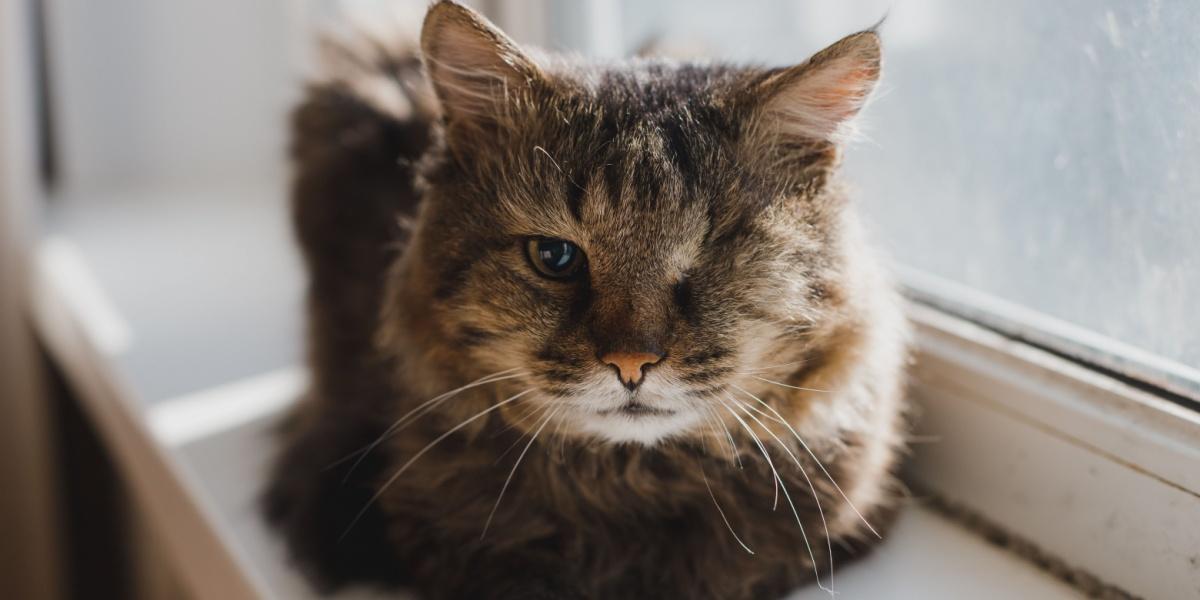 Un gato gris tuerto yace en el alféizar de la ventana. Enfermedad. Tumor maligno del ojo izquierdo. Intervención quirúrgica. Extirpación del globo ocular.