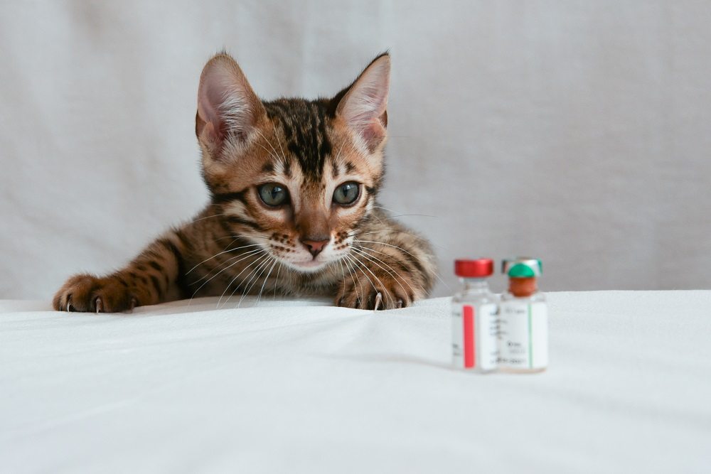 Pequeño gatito mirando dos frascos de vacunas, en primer plano.