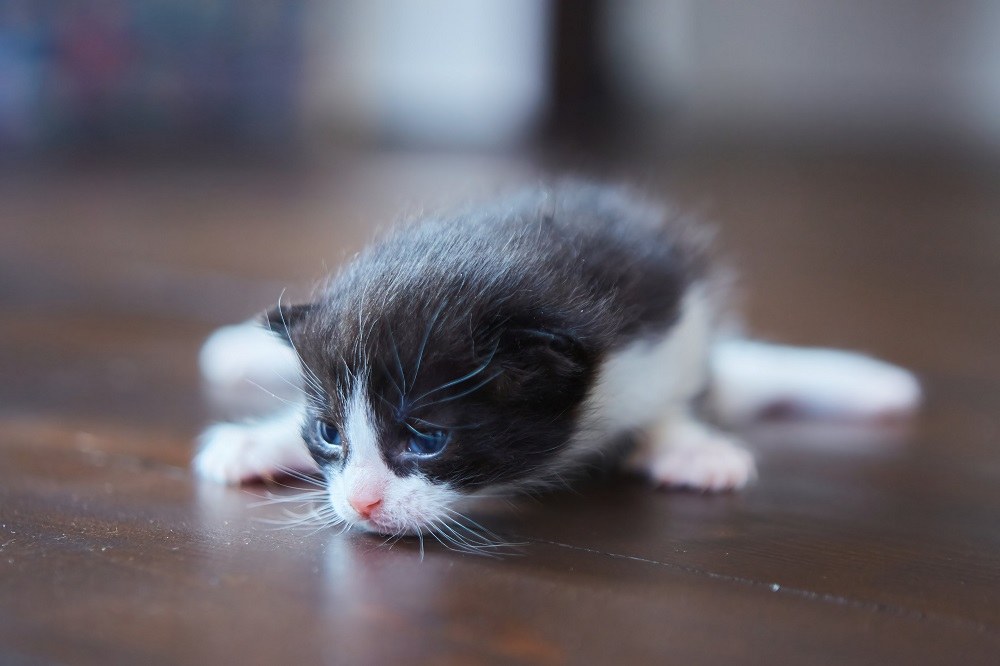 Gatito gris y blanco de dos semanas con ojos azules.