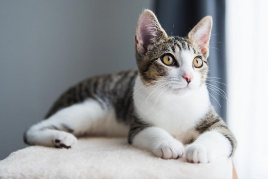 ¿Cuánto cuesta adoptar un gato?