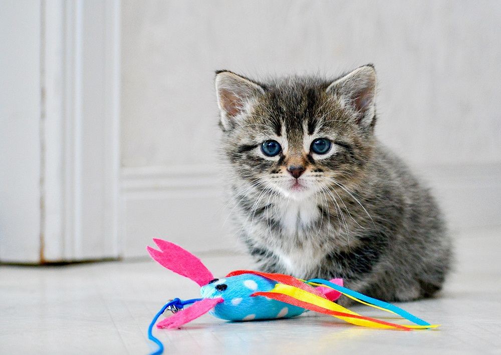 Gatito de seis semanas sentado con un juguete