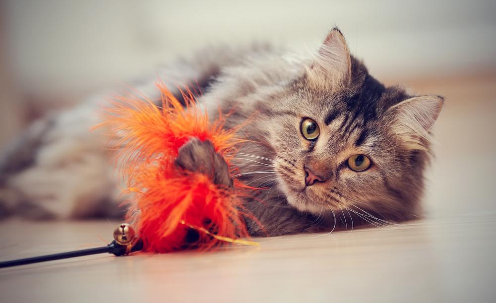 El gato adulto se acuesta en el suelo y juega con un juguete.