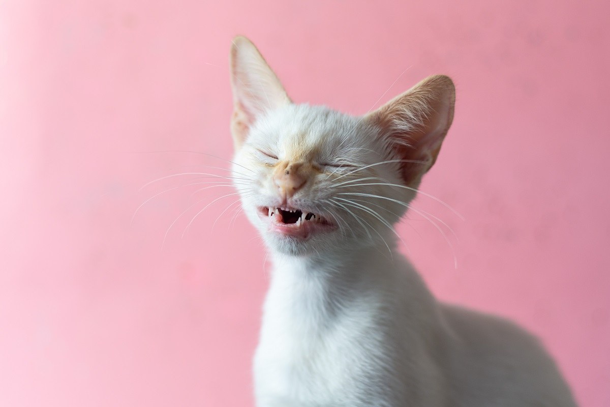 Un gatito con pelaje blanco en medio de un estornudo, en primer plano, con fondo rosa.