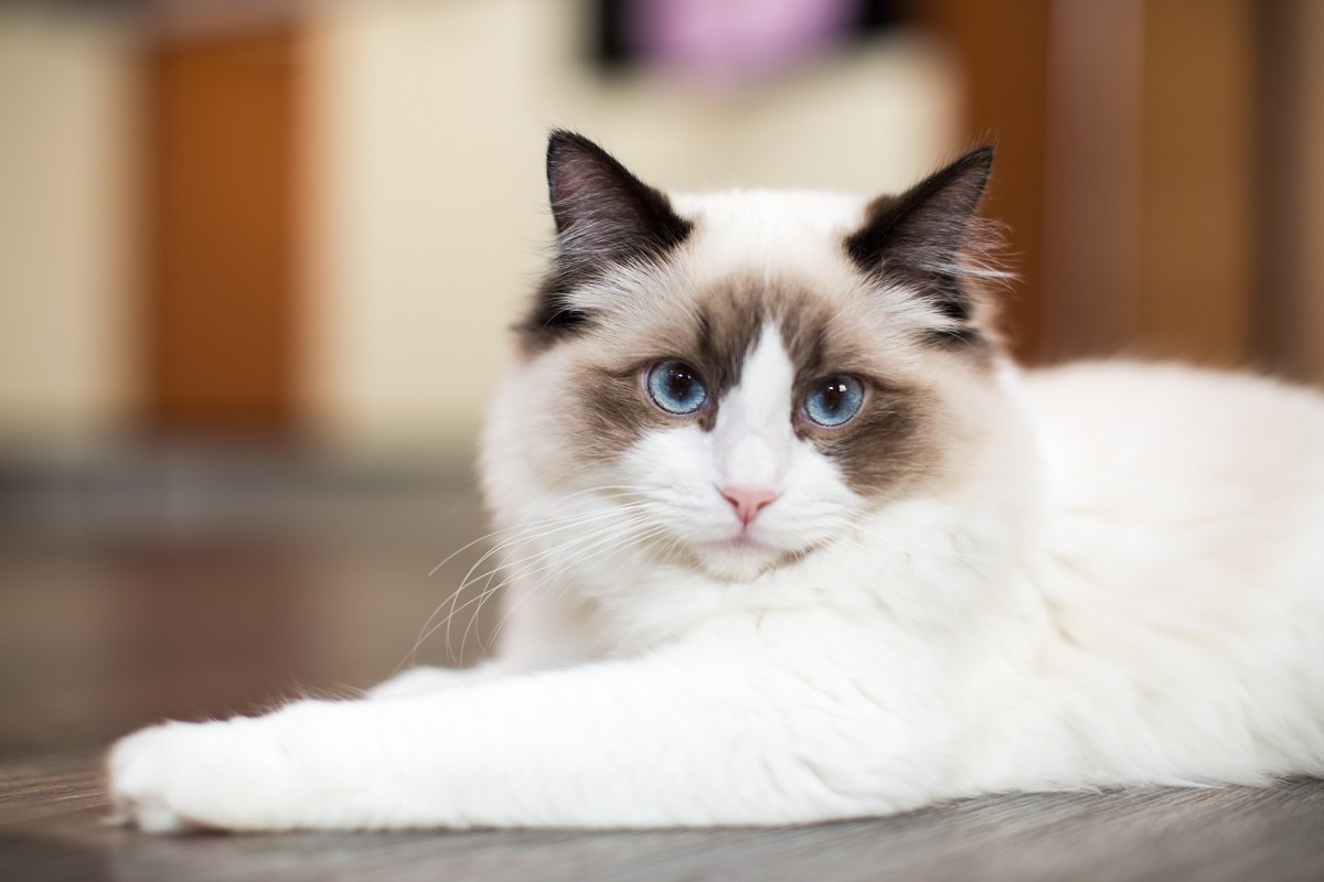 Hermoso gato Ragdoll joven de raza pura, blanco y con ojos azules