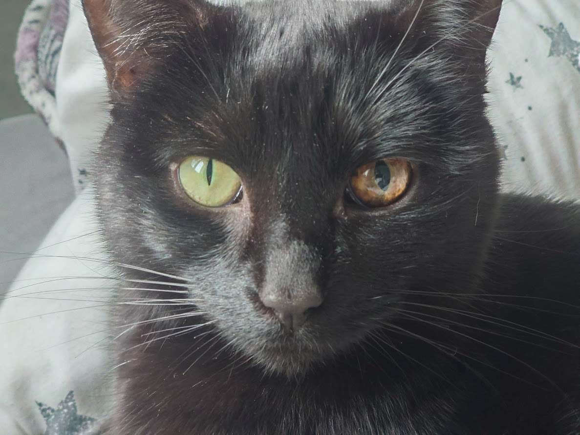 Gato negro con melanoma en el ojo