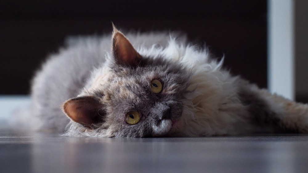 Gato Selkirk Rex de color blanco torti azul sobre suelo gris.