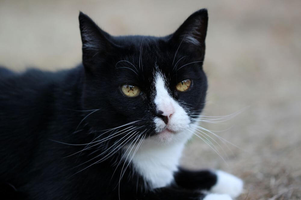 Manchas marrones en el iris de un gato blanco y negro.