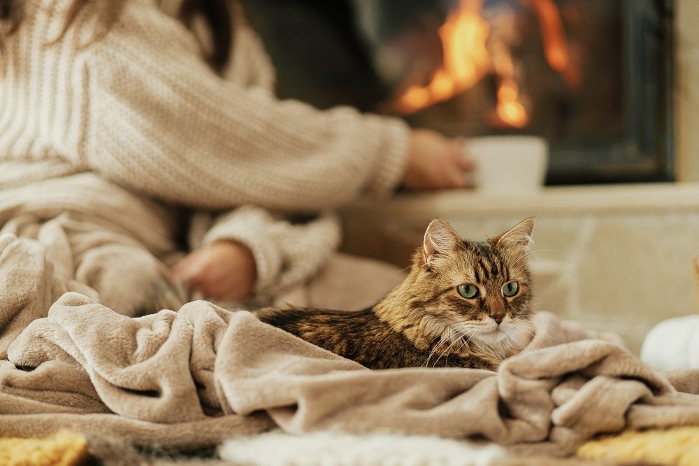 Gato atigrado de color marrón sentado sobre una manta cerca de una chimenea mientras su dueño bebe té.