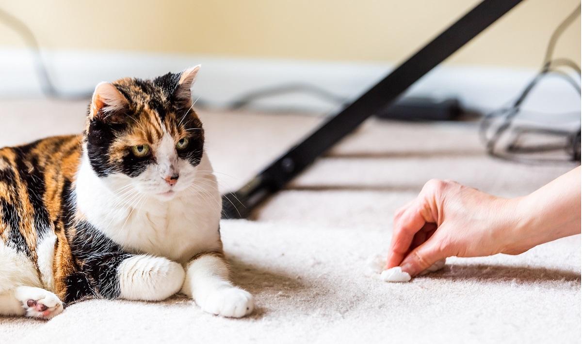 Gato con cara de culpable mientras una hembra limpia una alfombra cercana