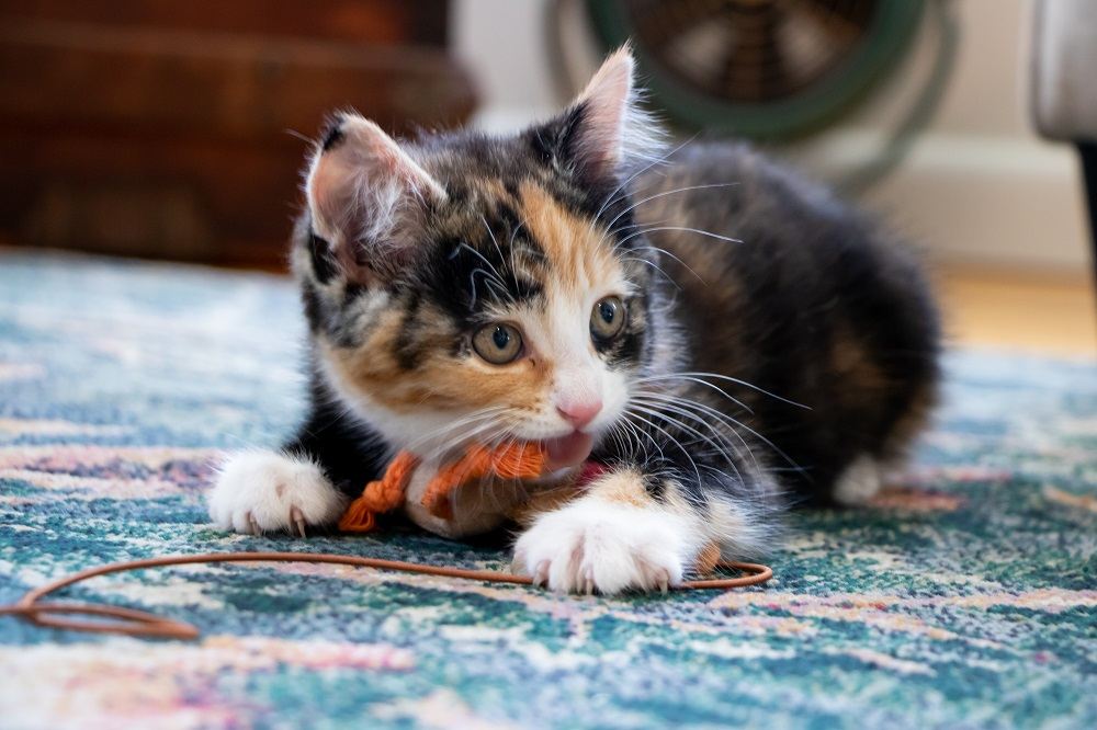 Gatito calicó muerde un juguete blando