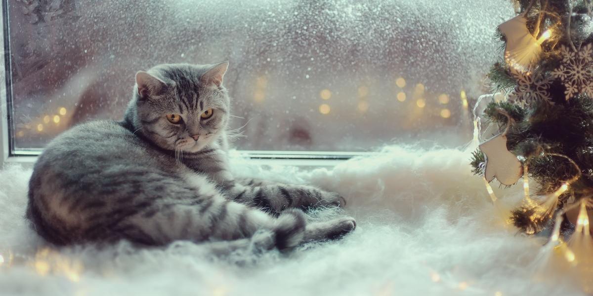 Gato en la ventana de invierno