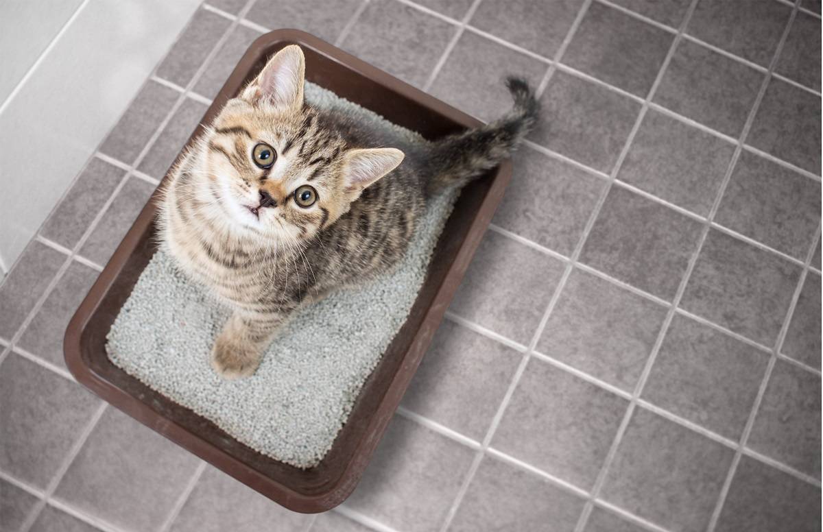 Vista superior de un gatito sentado en una bandeja de arena.