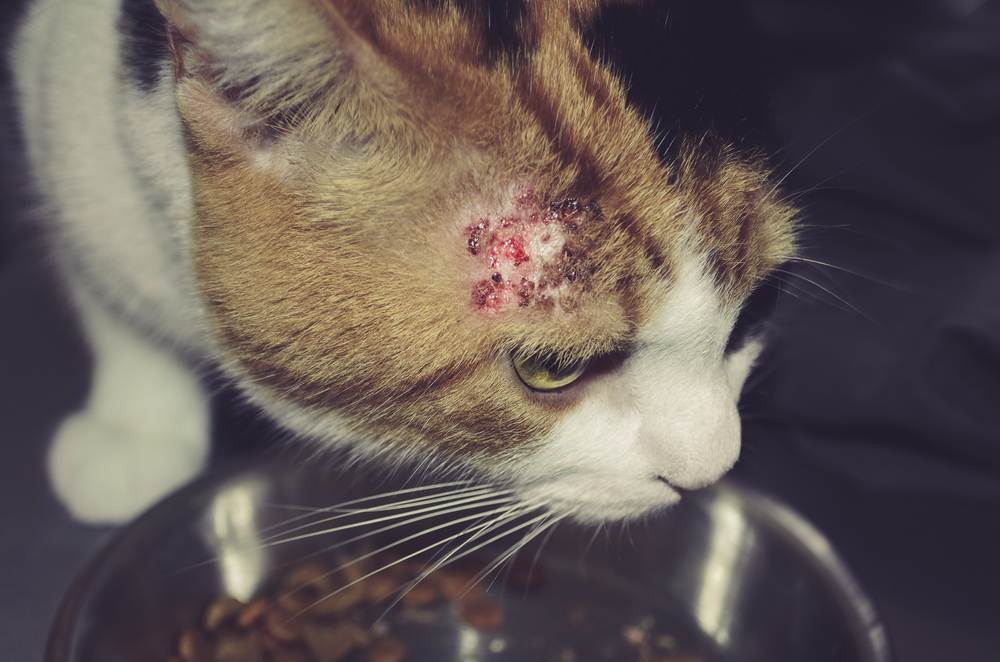 Cabeza de gato de cerca con una pequeña zona de pérdida de pelo, manchas rojas y costras.