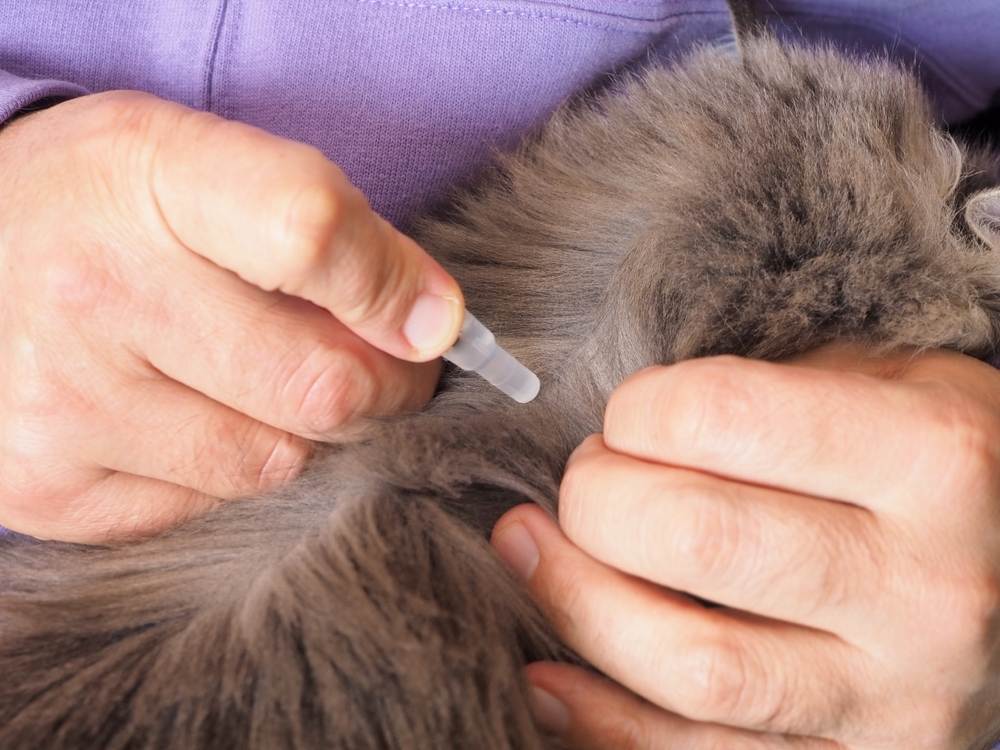 Primer plano de manos masculinas, pipeta con medicamento contra pulgas, aplicándola sobre la piel de los omoplatos de un gato.