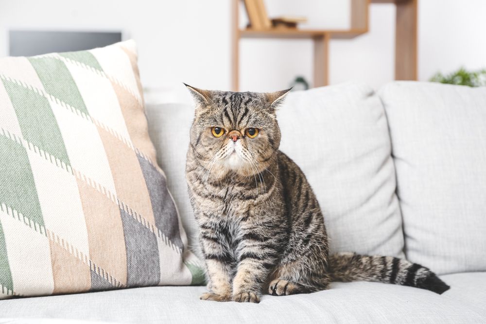 Lindo gato exótico de pelo corto en el sofá de casa