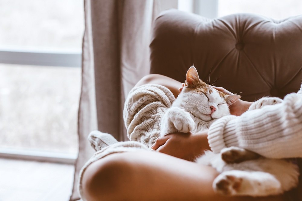 Un gato naranja y blanco se acurruca en el regazo de sus dueños cerca de una ventana.