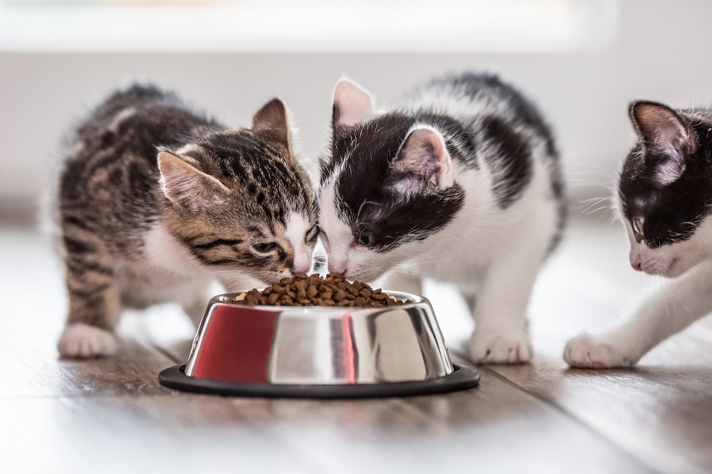 Tres gatitos comiendo croquetas secas de un tazón