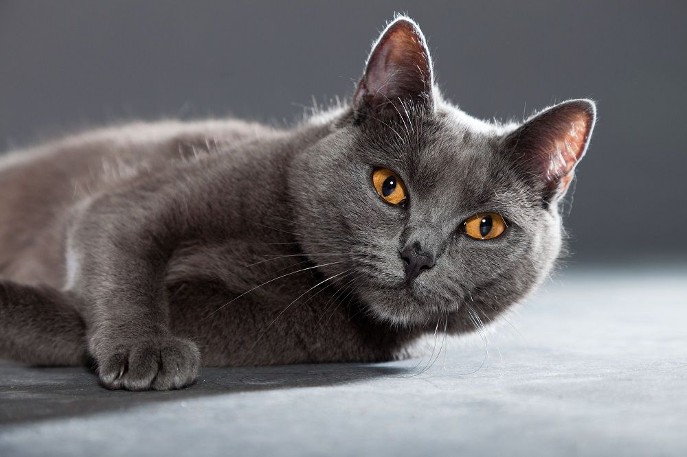 Gato Chartreux gris con ojos de color amarillo anaranjado aislado sobre fondo gris.