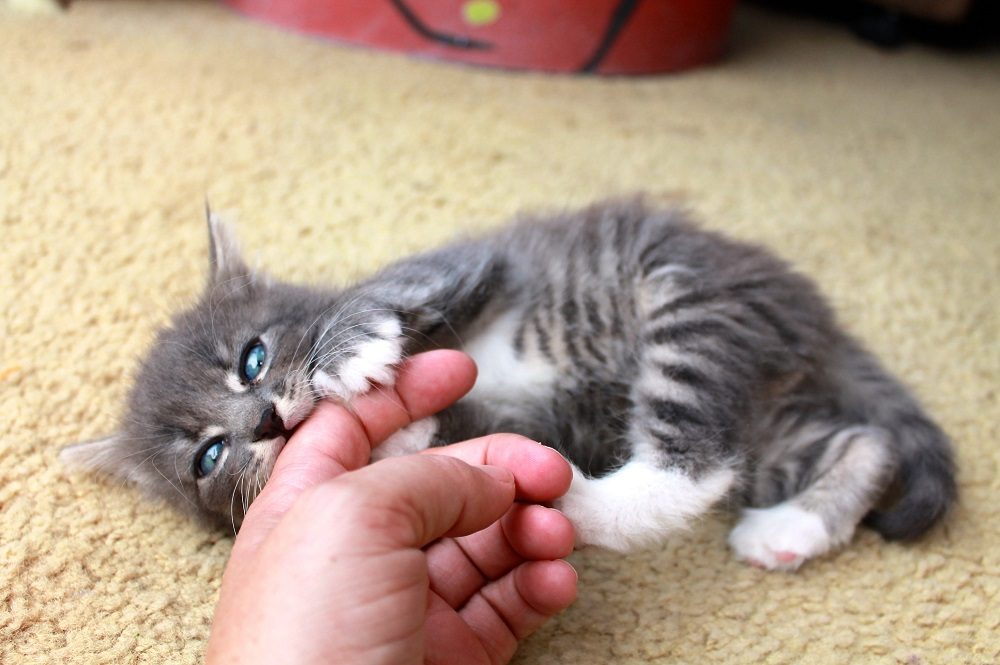 Pequeño gatito gris muerde la mano de su dueño