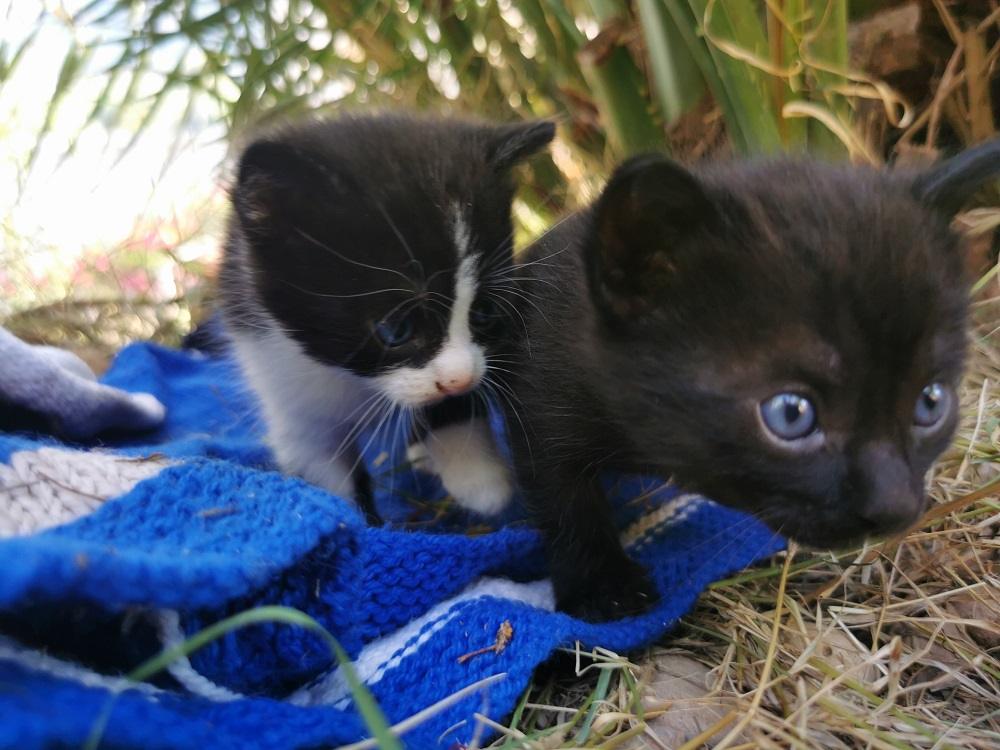 Dos gatitos de cuatro semanas explorando el jardín sobre una alfombra